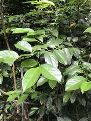 Diospyros maritima