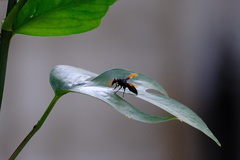 Rhynchium