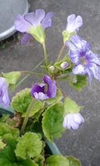 Primula obconica