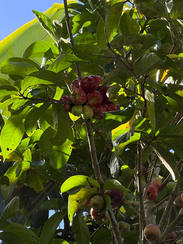 Syzygium malaccense observed 2026-07-08