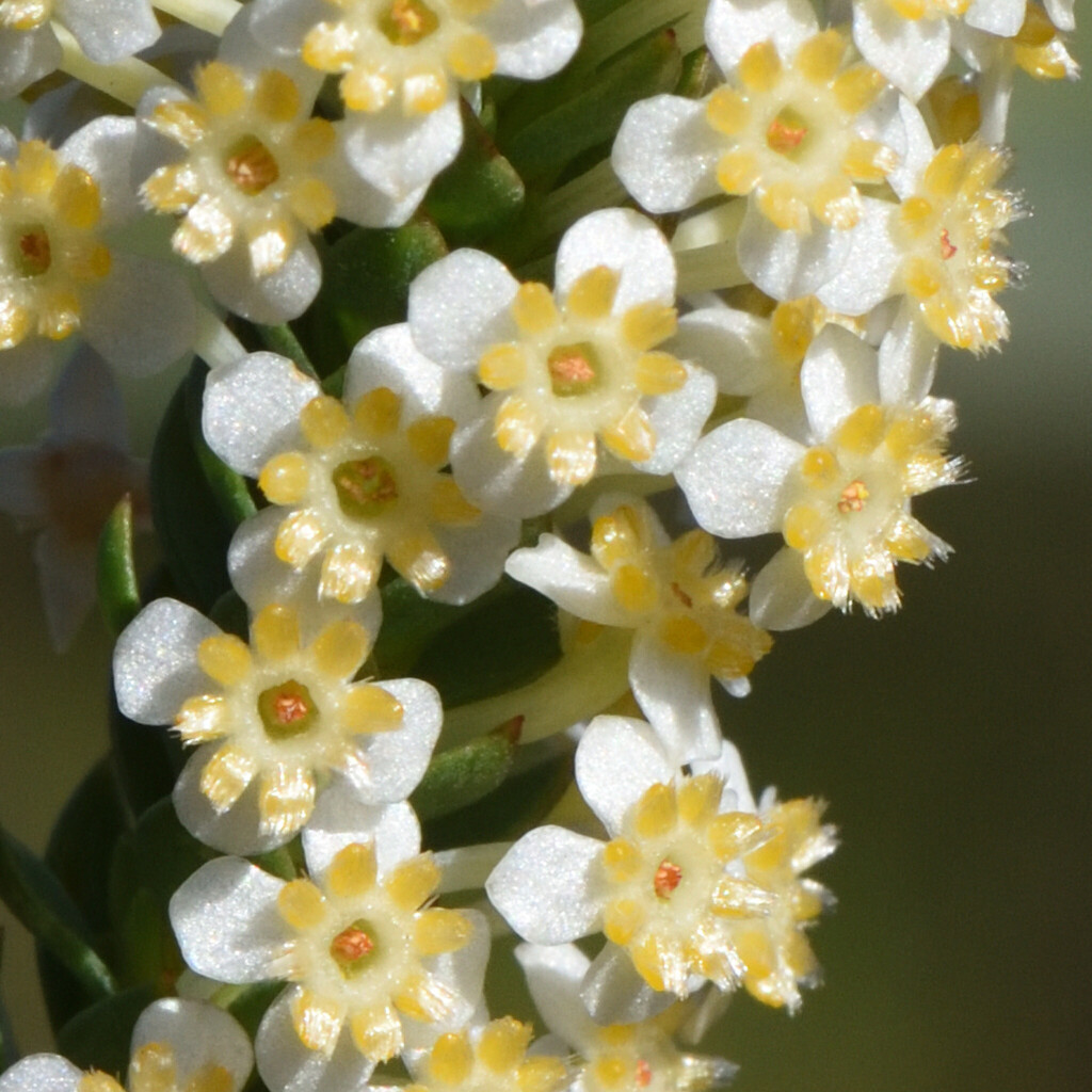 Struthiola tuberculosa