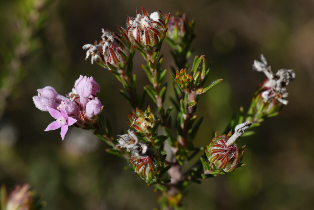 Phylica gnidioides; photograph (c) Andrew Gillespie, some rights reserved (CC BY)