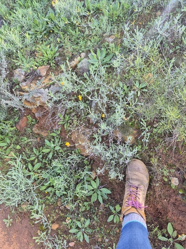 Common Everlasting
