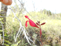 Salvia greggii