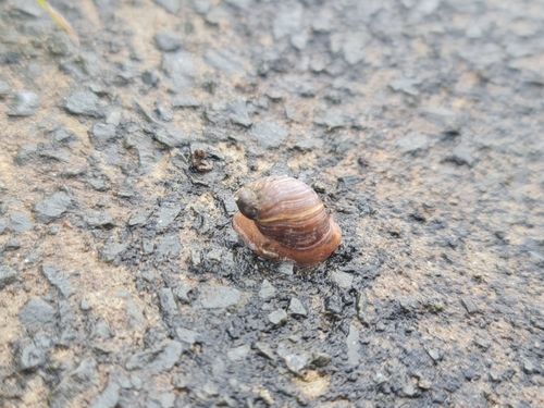 Succinea macgillivrayi, 2026-07-09