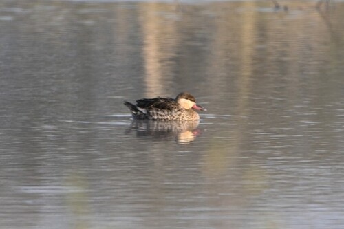 iNaturalist image