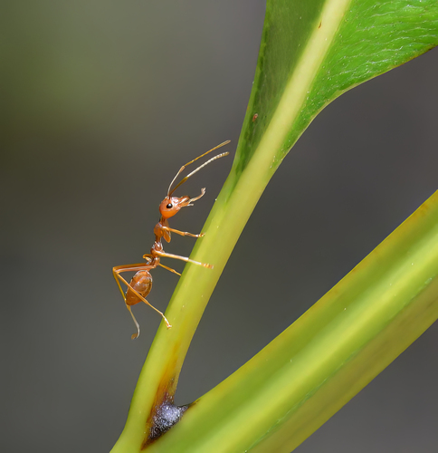 Asian Weaver Ant