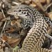 Common Checkered Whiptail - Photo (c) J. N. Stuart, some rights reserved (CC BY-NC-ND)