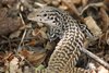 Common Checkered Whiptail - Photo (c) J. N. Stuart, some rights reserved (CC BY-NC-ND)