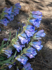 Penstemon speciosus