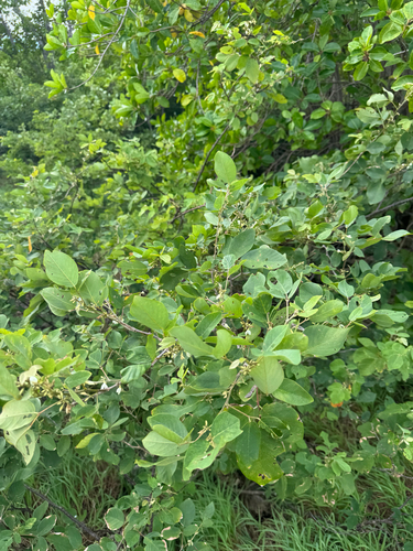 Dendrolobium umbellatum, photograph 2