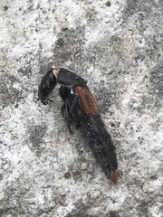 Platydracus phoenicurus