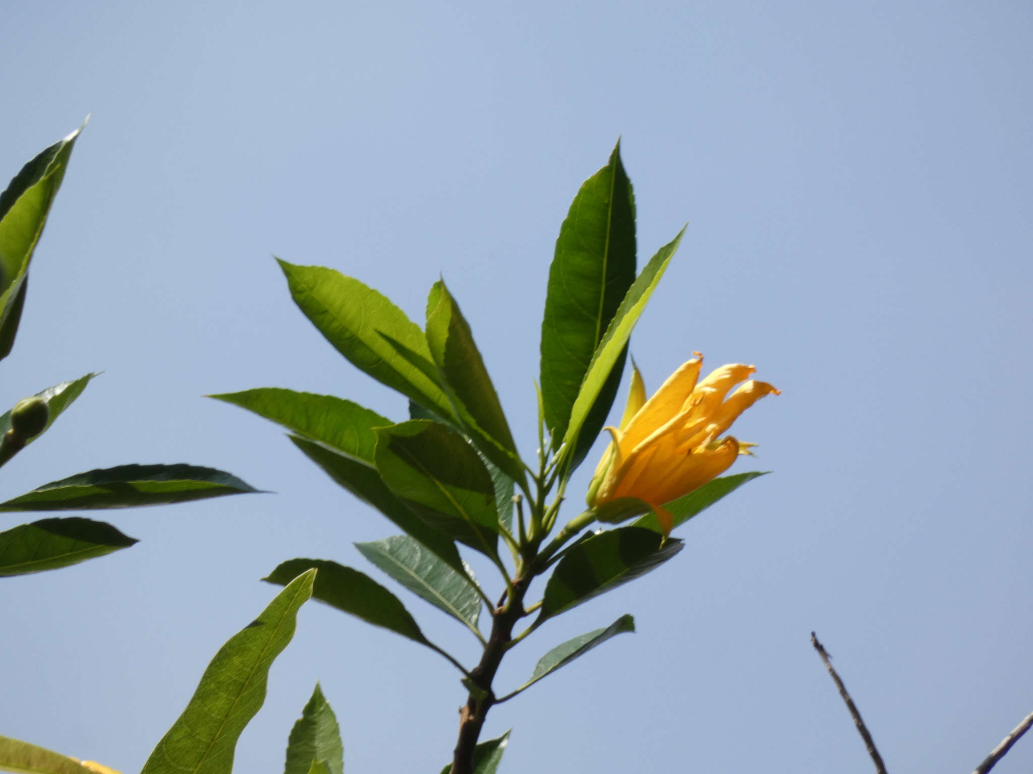 Imagem de Flor-de-maio