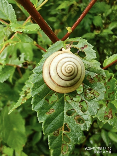 Virginihelix virgo