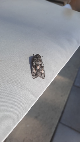 Great Brocade
