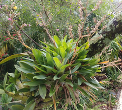 Catopsis morreniana