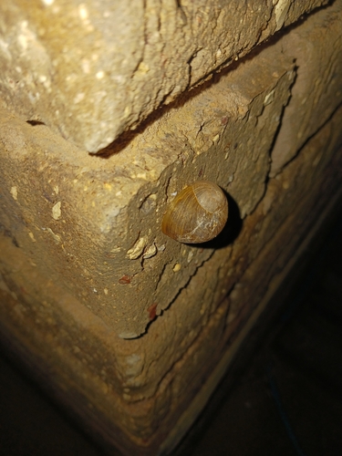 Garden Snail