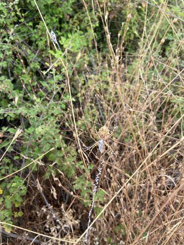 Lobed Argiope