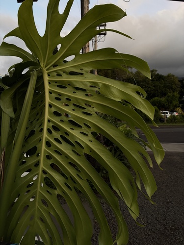 Philodendron observed 2026-07-07