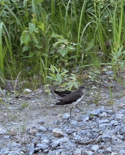 Green Sandpiper