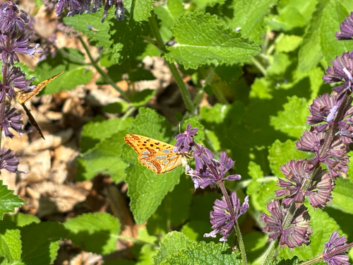 Queen of Spain Fritillary