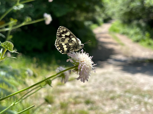 Marbled White
