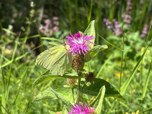 Common Brimstone