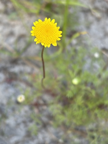 Cotula pruinosa, photograph 1