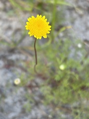 Cotula pruinosa