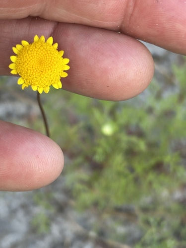 Cotula pruinosa, photograph 2