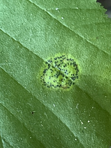 Mamianiella coryli, 2026-07-08