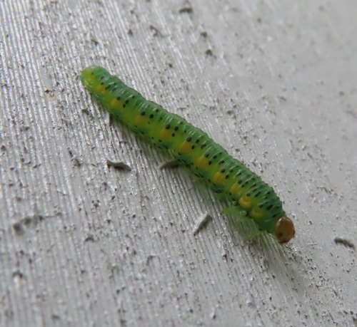 Euura bohemani