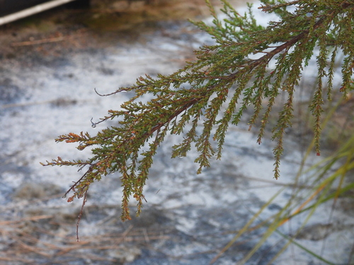 Leptospermum liversidgei, photograph 1