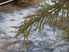 author not stated, no rights reserved Leptospermum liversidgei, photograph author not stated, no rights reserved