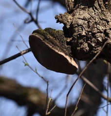 Phellinus everhartii