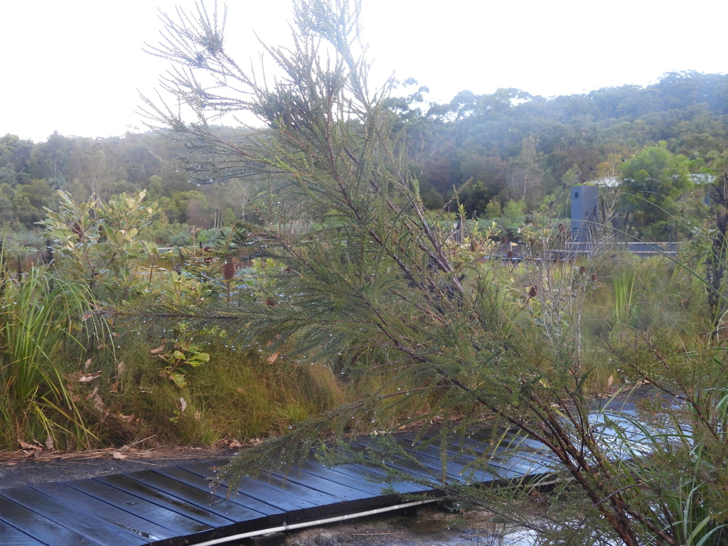 Leptospermum liversidgei; photograph author not stated, no rights reserved