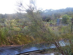 Leptospermum liversidgei