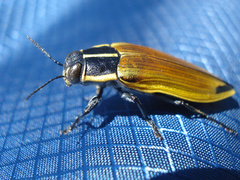 Epistomentis pictus
