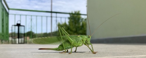 Great Green Bush-cricket