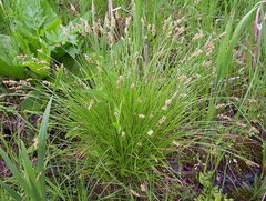 Carex prairea