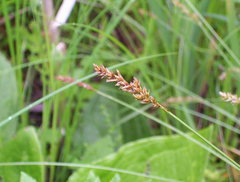 Carex prairea