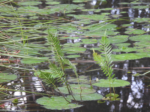 Telmatoblechnum indicum, photograph 4