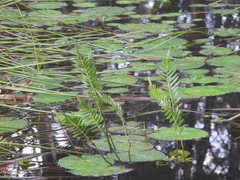 Telmatoblechnum indicum, photograph author not stated, no rights reserved
