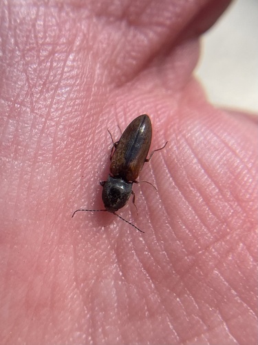 iNaturalist observation photo of Click Beetles