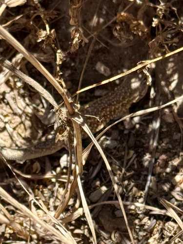 iNaturalist observation photo of Common Side-blotched Lizard