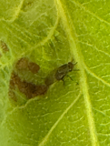 Minettia fasciata