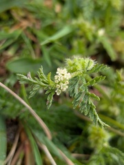 Torilis nodosa, photograph Jamie O'Neill, CC BY, iNaturalist via GBIF