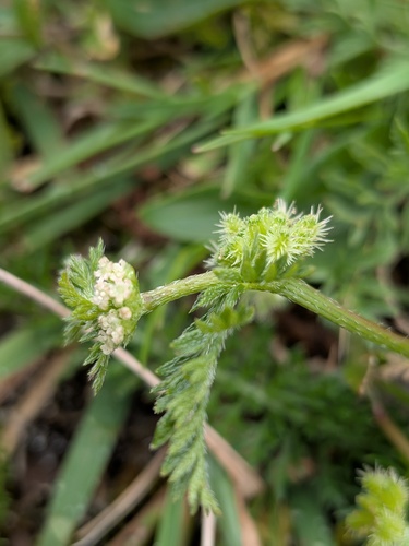 Torilis nodosa, photograph 1