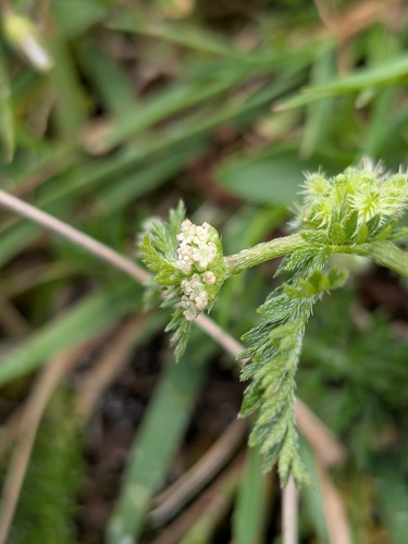 Torilis nodosa, photograph 3