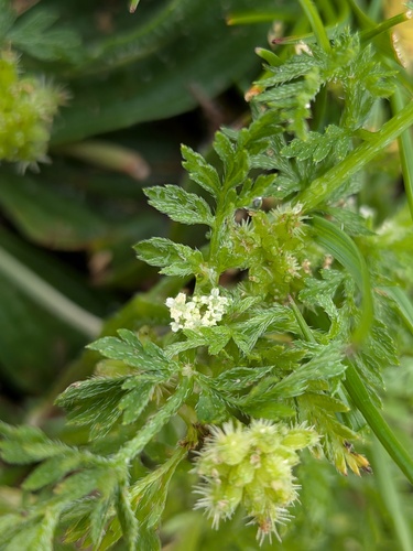 Torilis nodosa, photograph 4